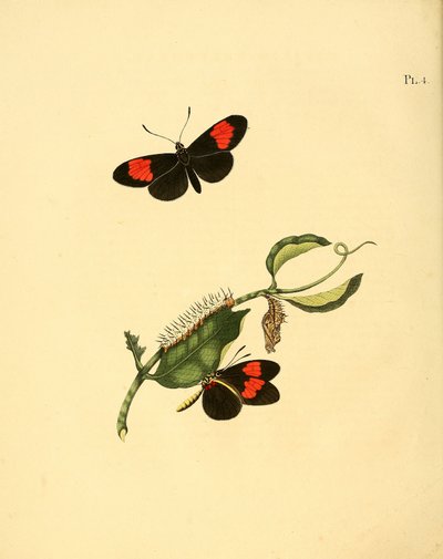 Heliconius melpomene by Jan Christiaen Sepp